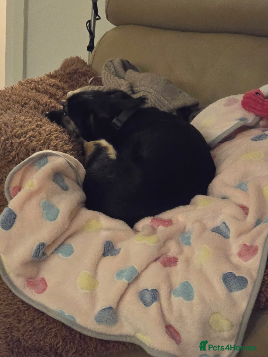 Mixed Breed dogs for sale: Small crossbreed chihuahua type female  - Image 2