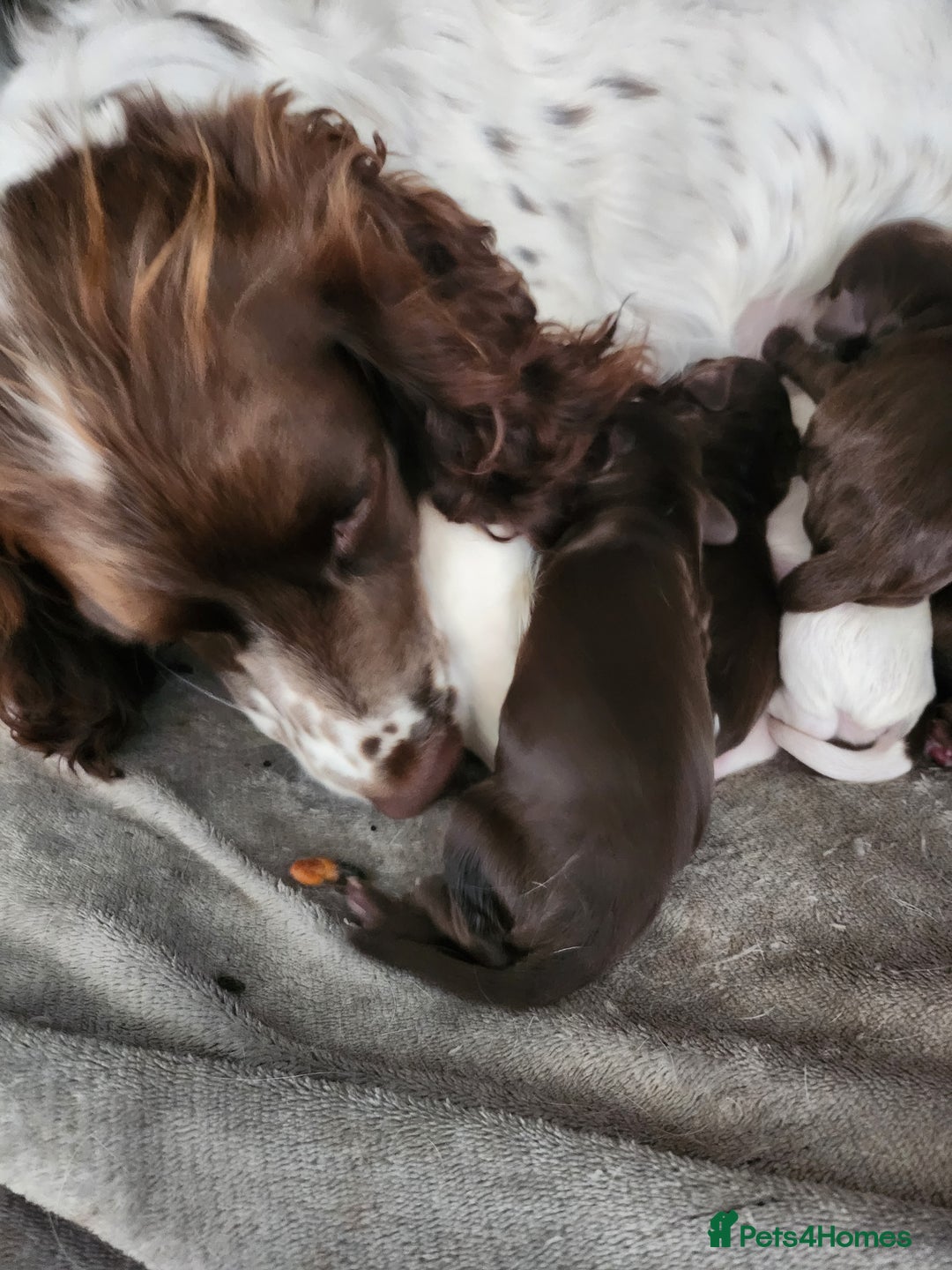Cocker Spaniel dogs for sale: 7 pups 4 girls 3 boys  - Image 5