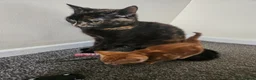 Mixed Breed cats for sale: Ginger kitten female - Advert 8