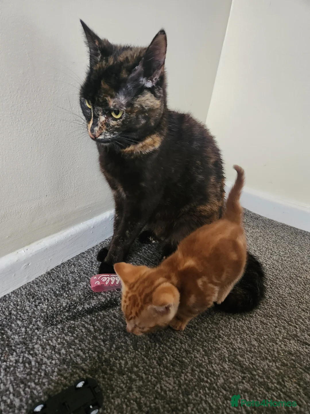 Mixed Breed cats for sale: Ginger kitten female - Advert 8