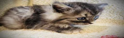 Persian cats for sale: 5 beautiful fluffy Persian crosses.  - Advert 25