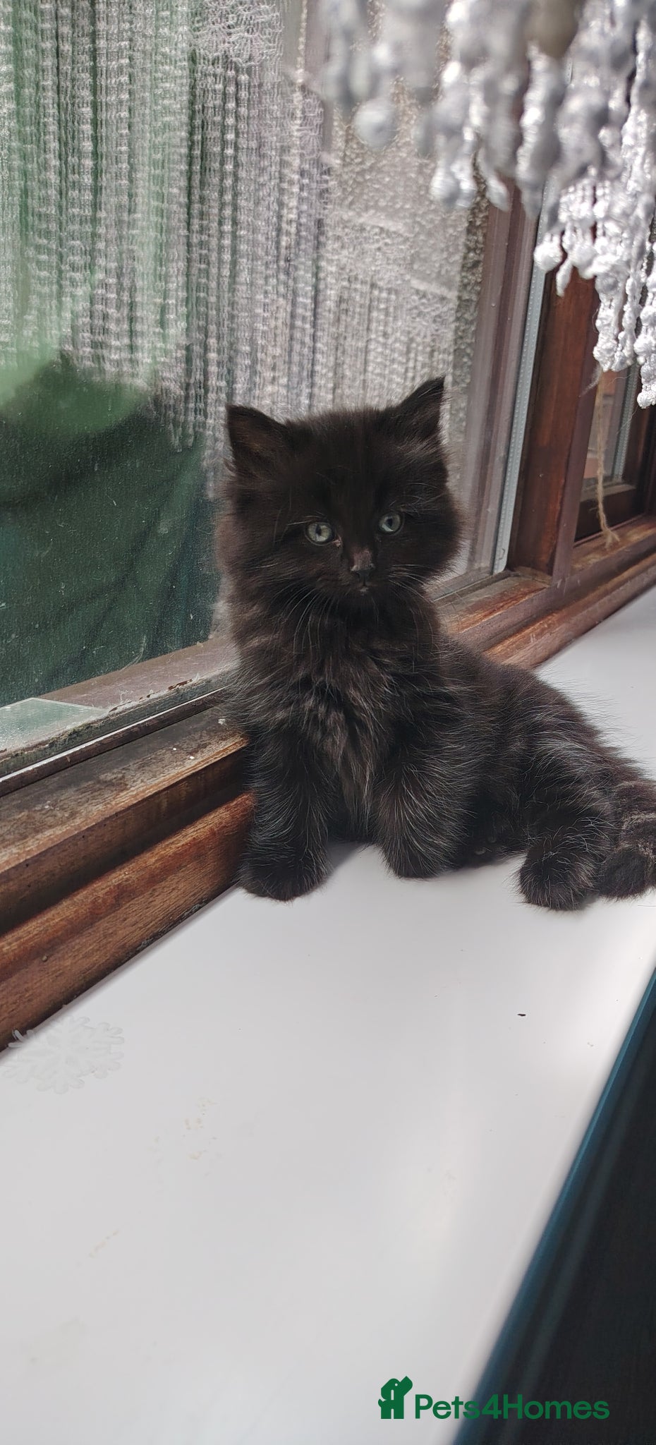 Mixed Breed cats Ragdoll X Maincoone kittens  - Advert 5