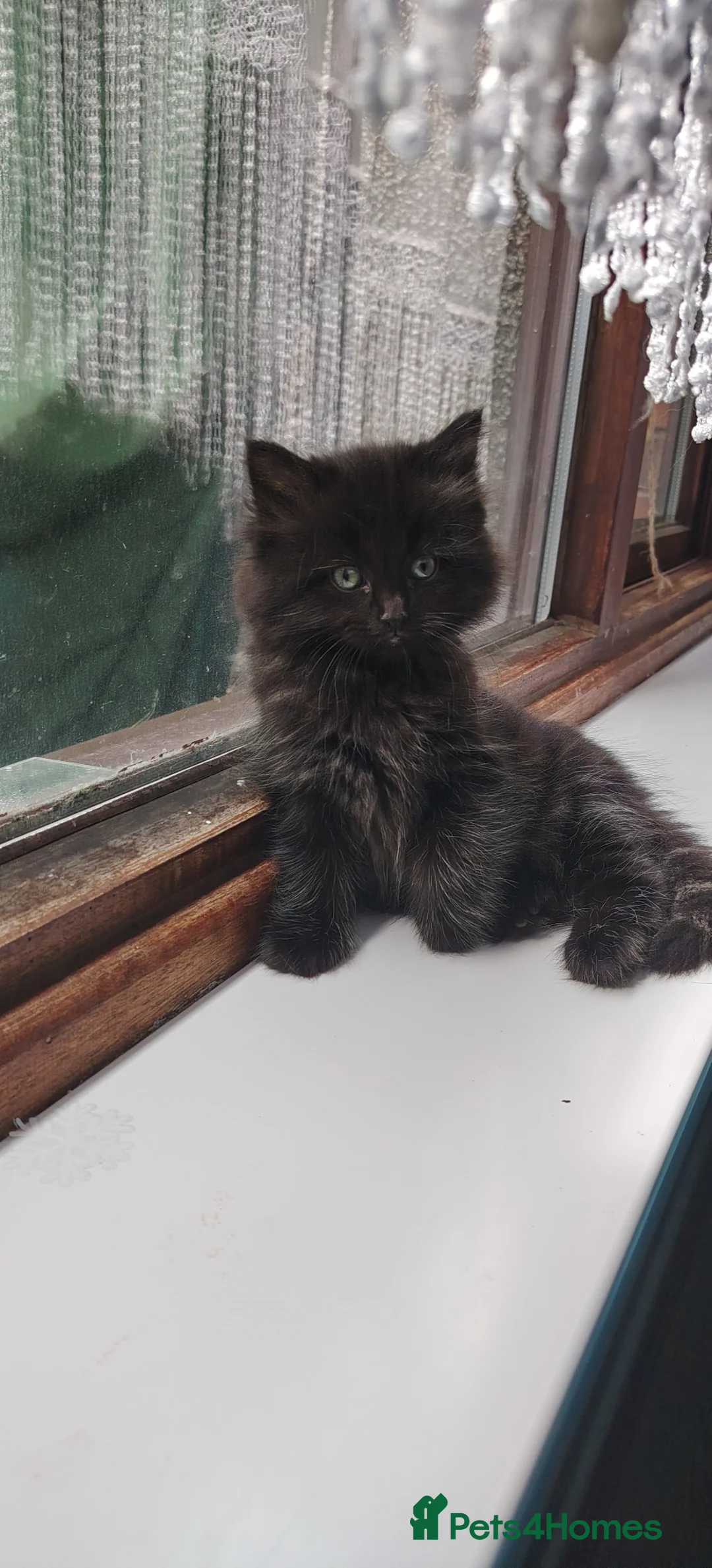 Mixed Breed cats for sale: Ragdoll X Maincoone kittens  - Advert 1