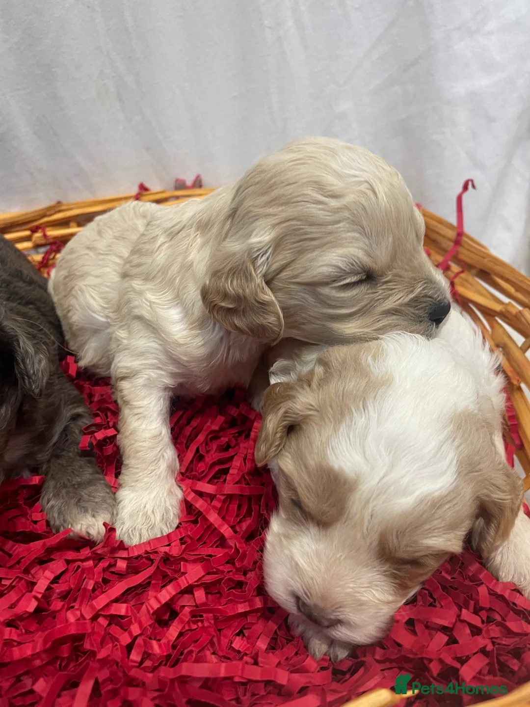 Cavapoo dogs for sale: Exceptional F1 B teddy bear cavapoo puppies  - Advert 10