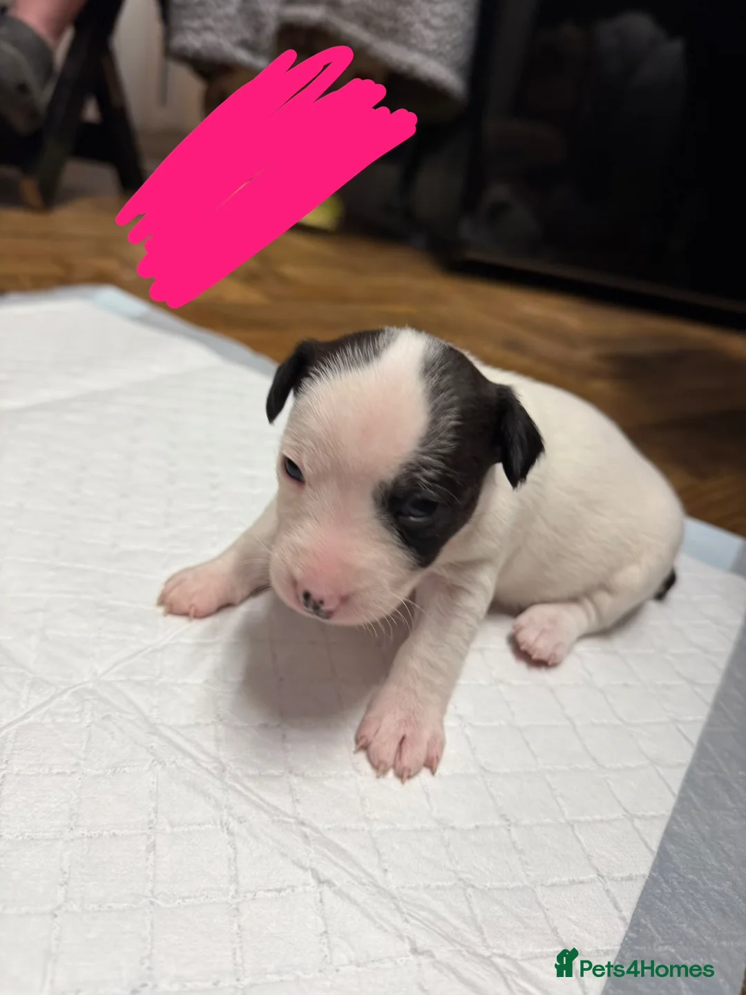 Jack Russell dogs for sale: Jack Russell Puppies  in York - Advert 2