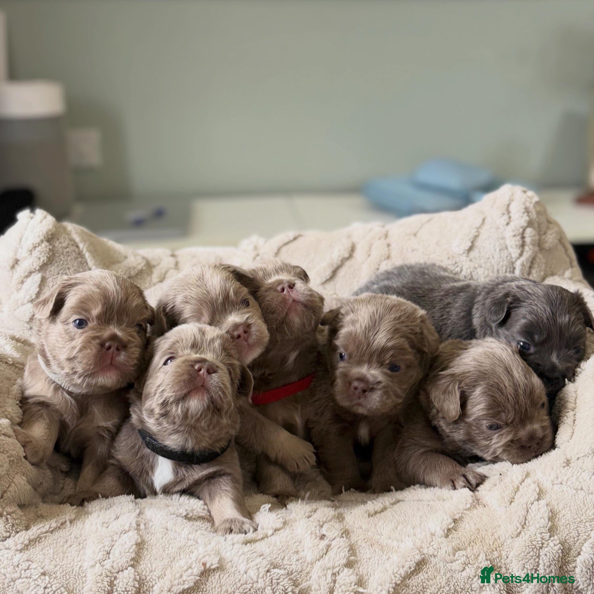 French Bulldog dogs 5 ISABELLA NEW SHADE & BLUE FLUFFY FRENCHIE - Advert 1