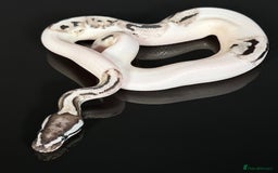 Python Snake reptiles for sale: Royal pythons  - Image 10