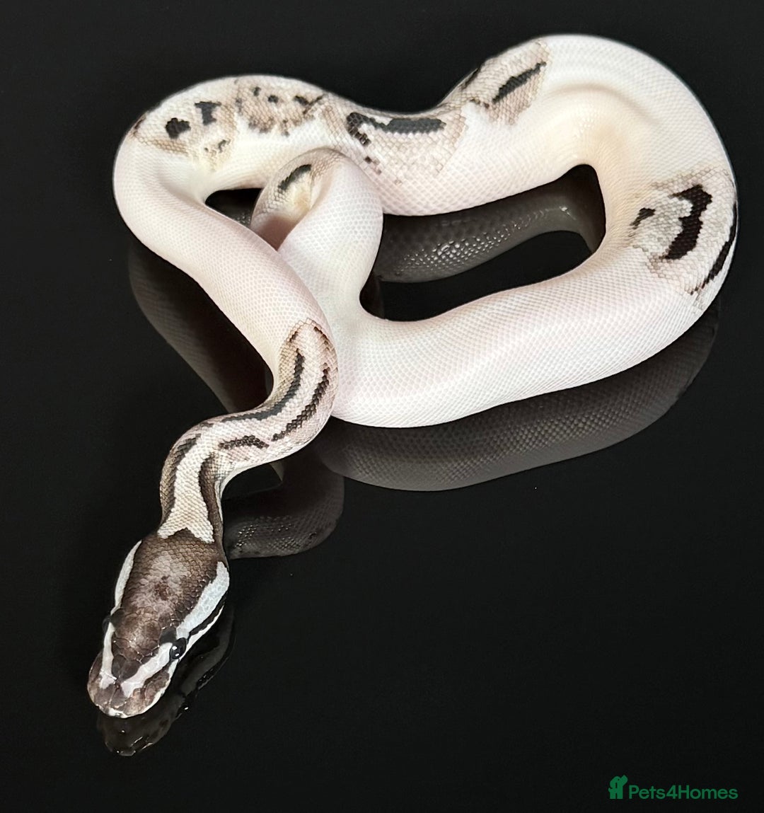 Python Snake reptiles for sale: Royal pythons  - Image 10