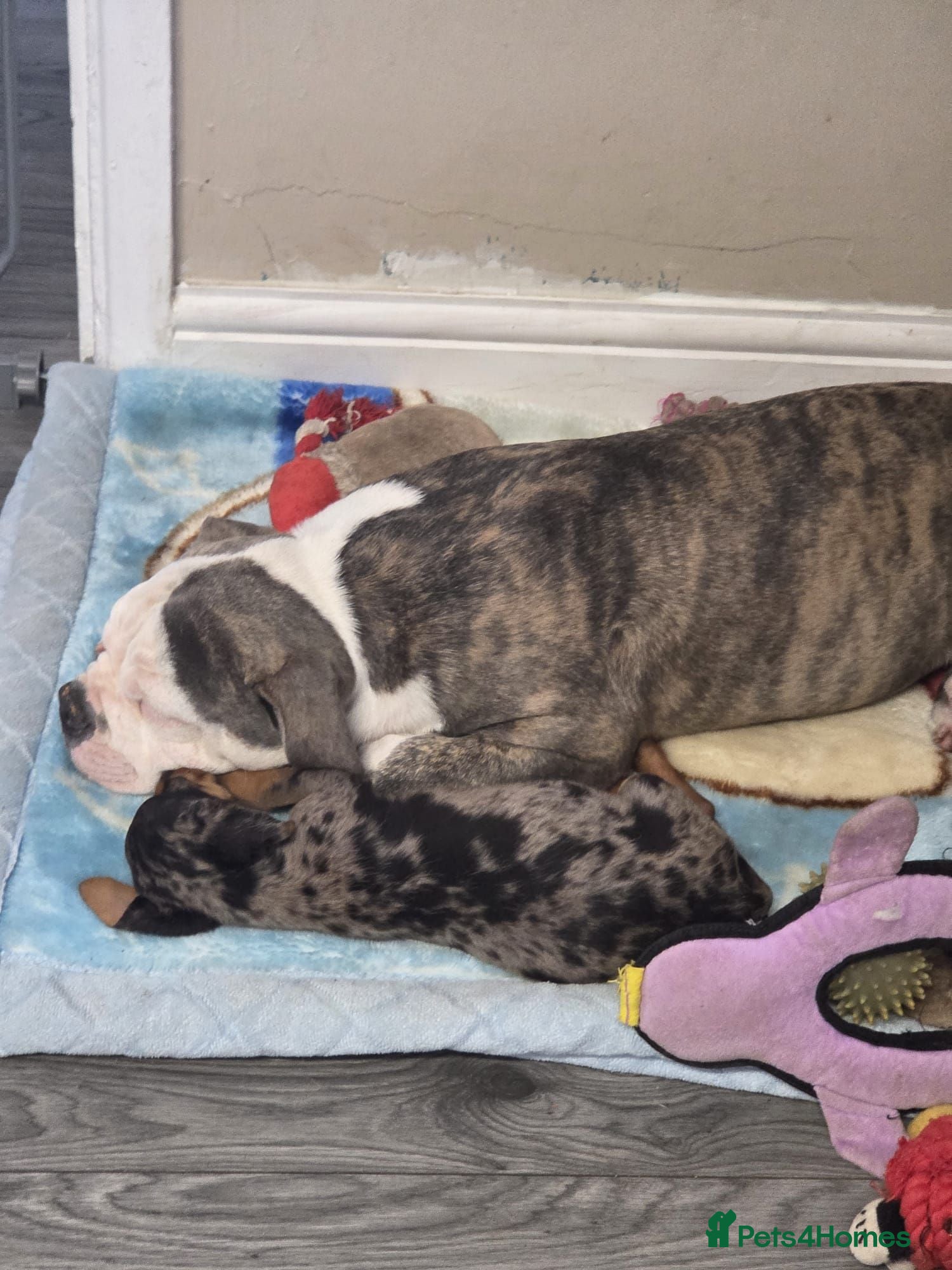 English Bulldog dogs Male bull dog  - Advert 5