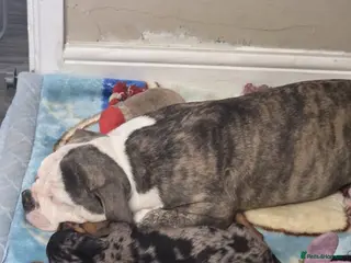 English Bulldog dogs Male bull dog - Advert 3