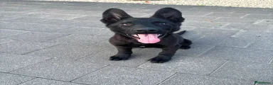 German Shepherd 1