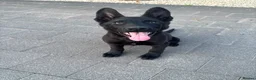 German Shepherd dogs for sale: German shepherd  - Advert 1