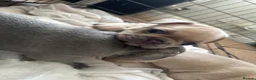 French Bulldog dogs for sale: Female French bulldogs 4 weeks old  - Advert 3