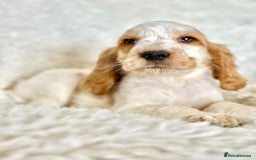 Cocker Spaniel dogs for sale: Golden Roan Full Health Tests Showline KC Reg Pups - Image 5