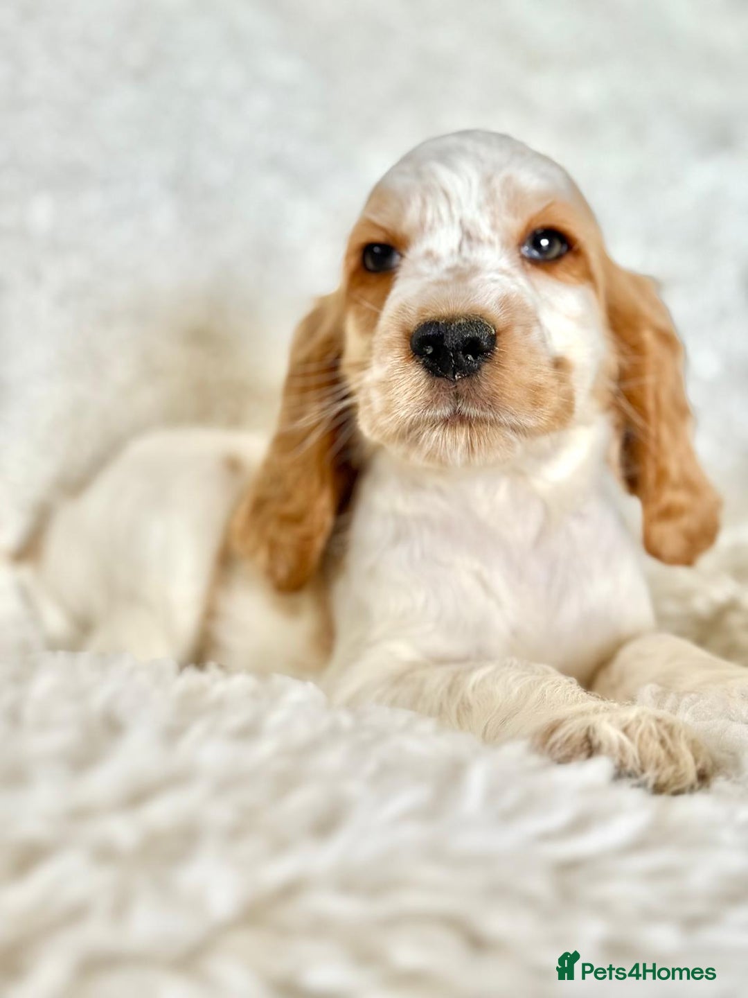 Cocker Spaniel dogs for sale: Golden Roan Full Health Tests Showline KC Reg Pups - Image 5