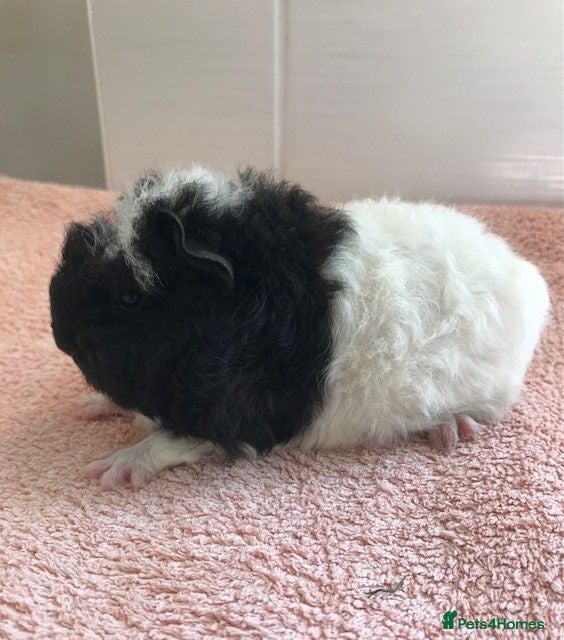 Guinea Pig rodents Pure Bred Merino Sow and Boars - Advert 2