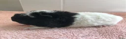 Guinea Pig rodents for sale: Pure Bred Merino Sow and Boars - Advert 2