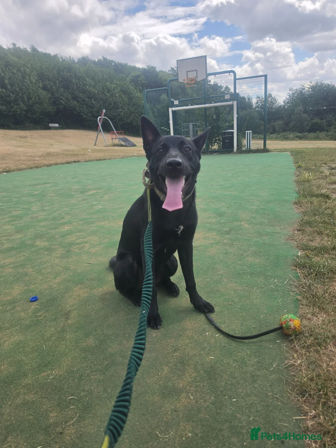 Belgian Shepherd Dog dogs for sale: 9 month old malinois in Sheffield - Advert 2