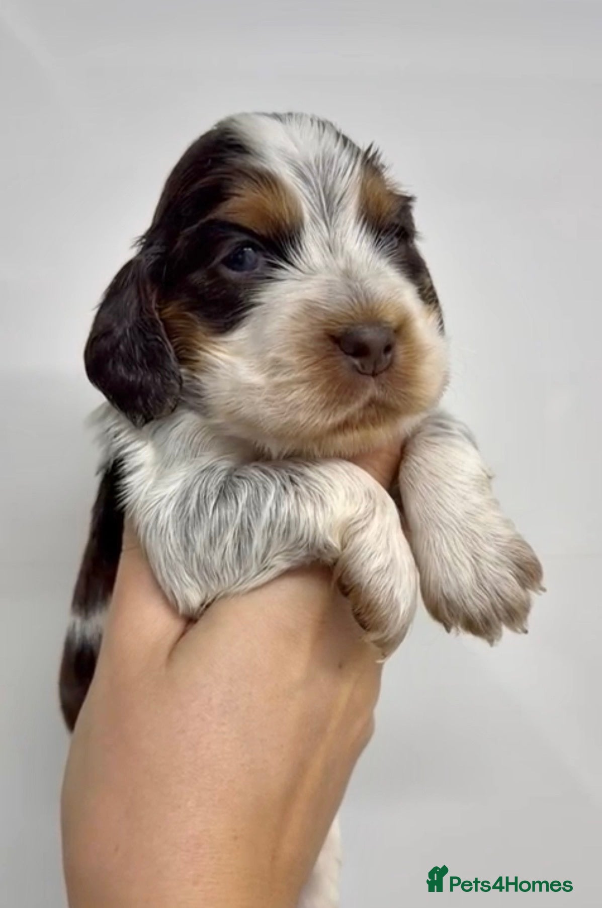 Cocker Spaniel dogs TRUE TO TYPE SHOW COCKER SPANIELS - Advert 1