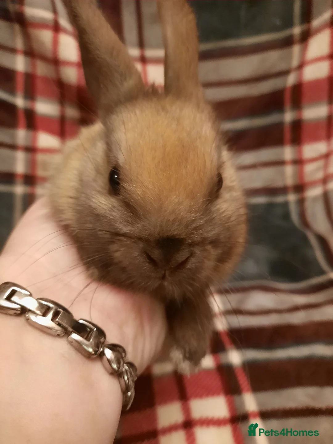 Netherland Dwarf rabbits for sale: Seven Litters Of Netherland Dwarf Babies - Advert 6