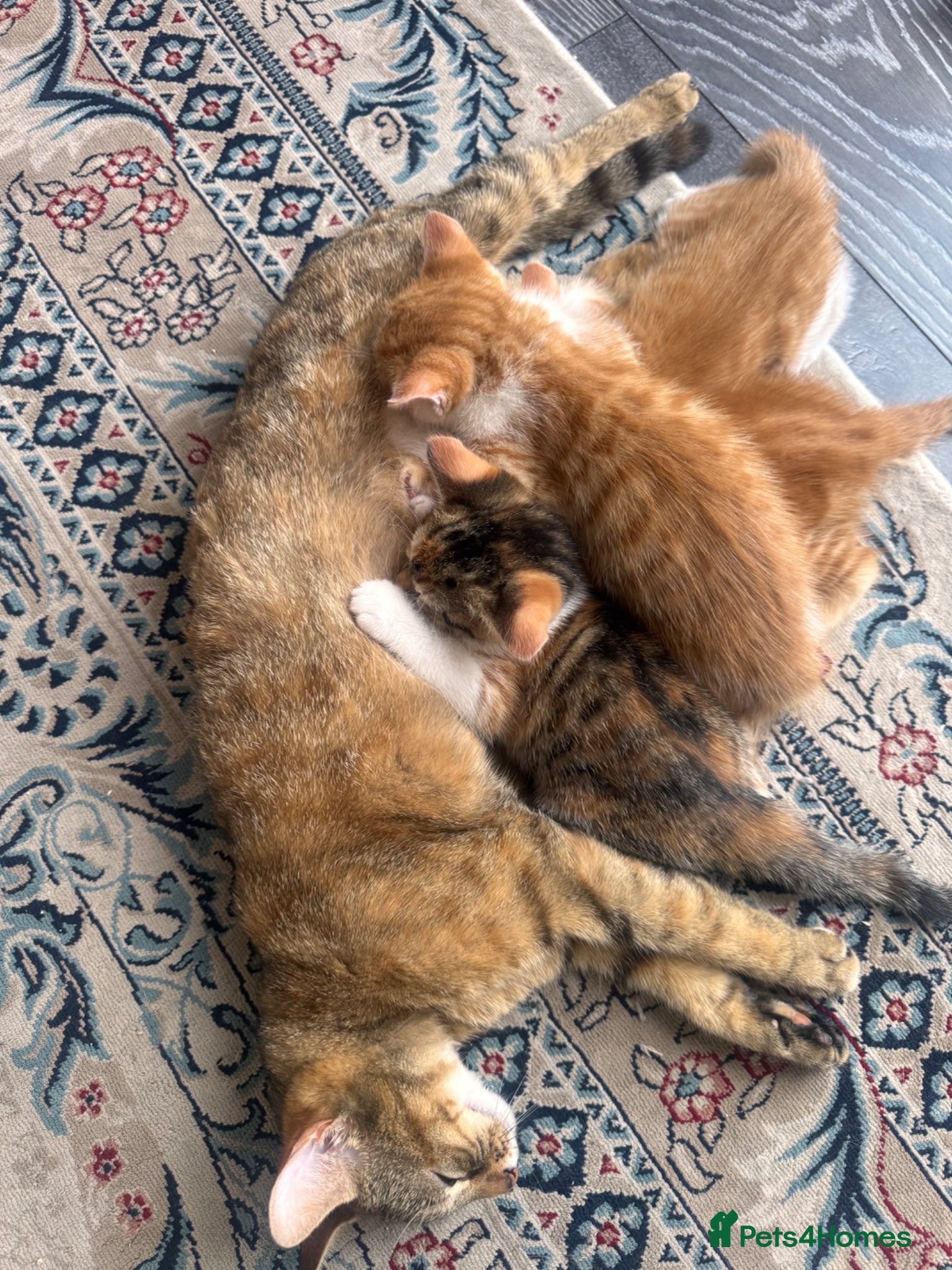 Mixed Breed cats Kittens  - Advert 1