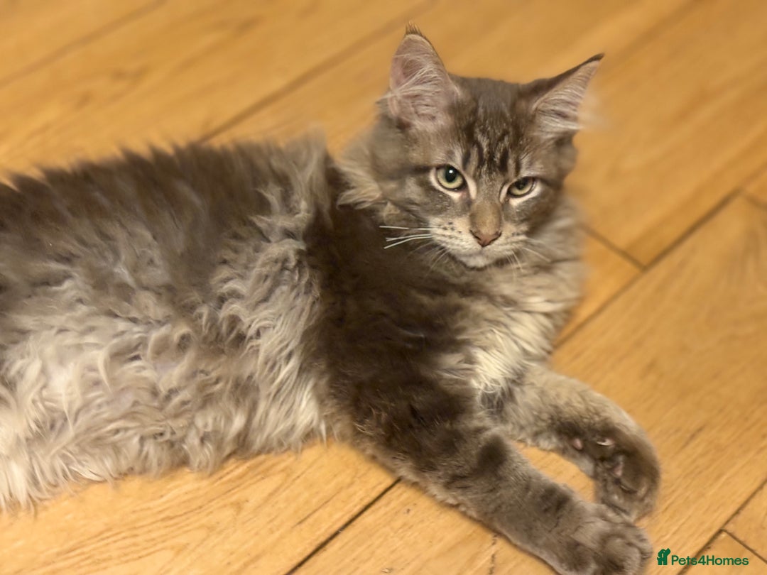 Maine Coon cats for sale: Maine coon  - Advert 8