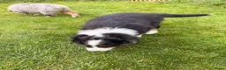Australian Shepherd dogs for sale: The last beautiful female Australian Shepherd in Poole - Advert 19