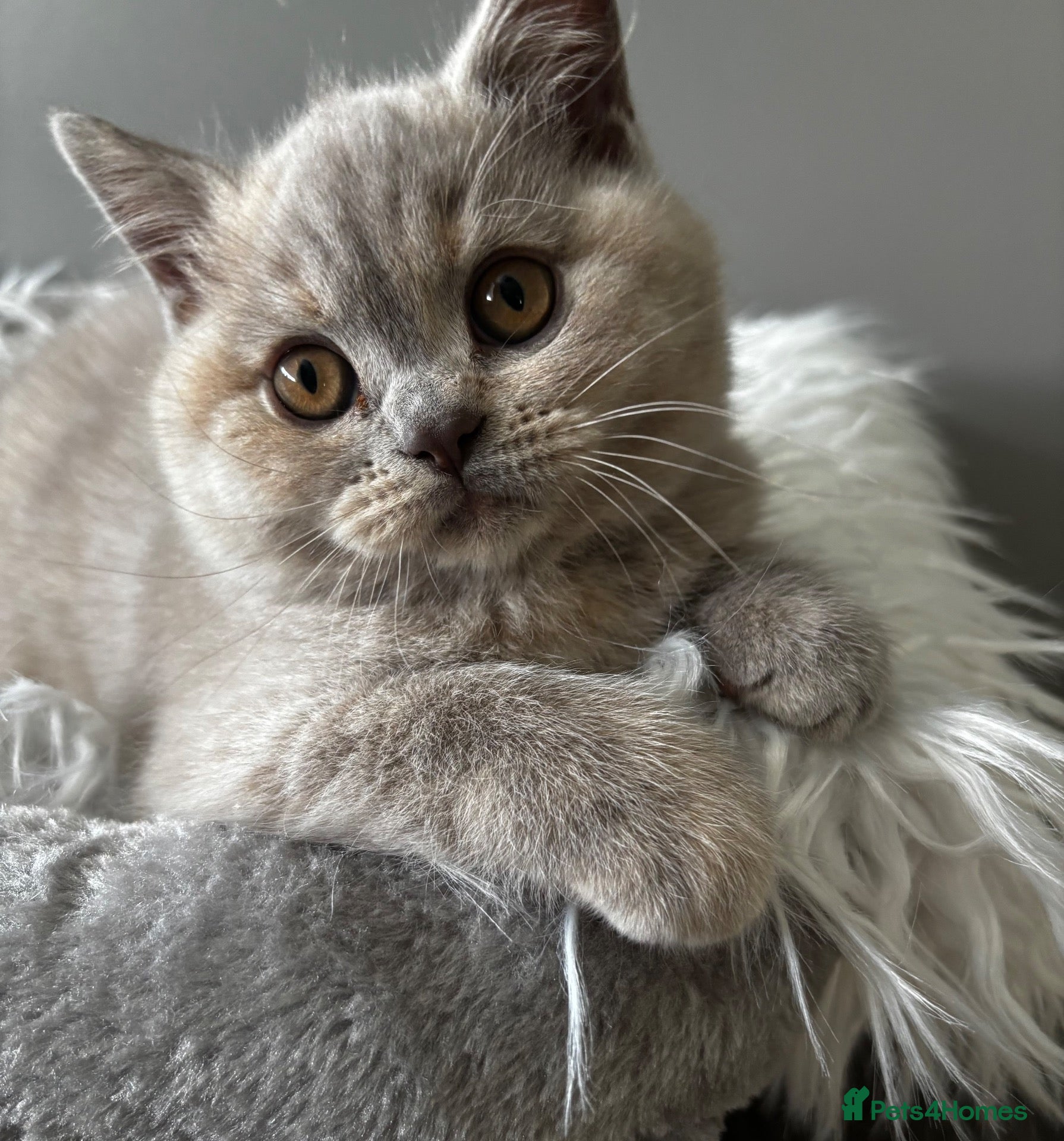 British Longhair cats **Only 2 Remaining! GCCF British LH/SH Kittens ** - Advert 1