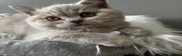 British Longhair cats for sale: **Only 2 Remaining! GCCF British LH/SH Kittens ** - Advert 27