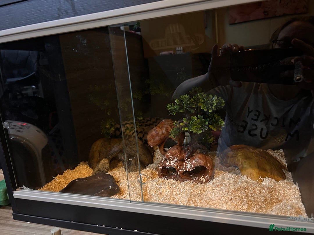 Corn Snake reptiles for sale: Corn snake and set up - Image 9
