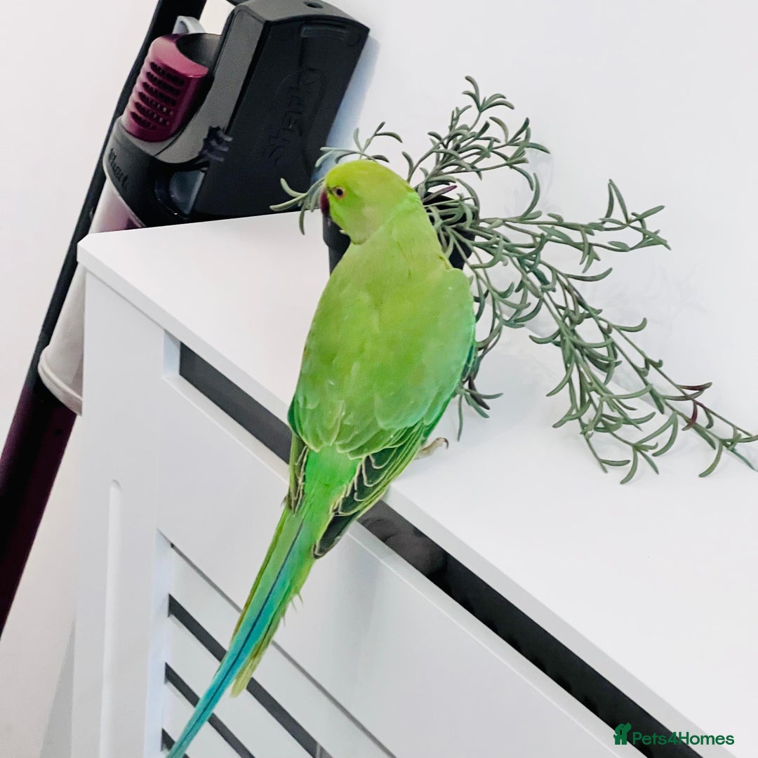 Parrots birds for sale: Baby Indian Ringnack parrot for sale  - Advert 4