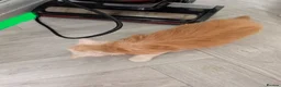 Maine Coon cats for sale: PEDIGREE MAINE COON KITTENS  - Advert 5