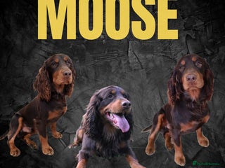 Cocker Spaniel dogs in Middlewich - Advert 16