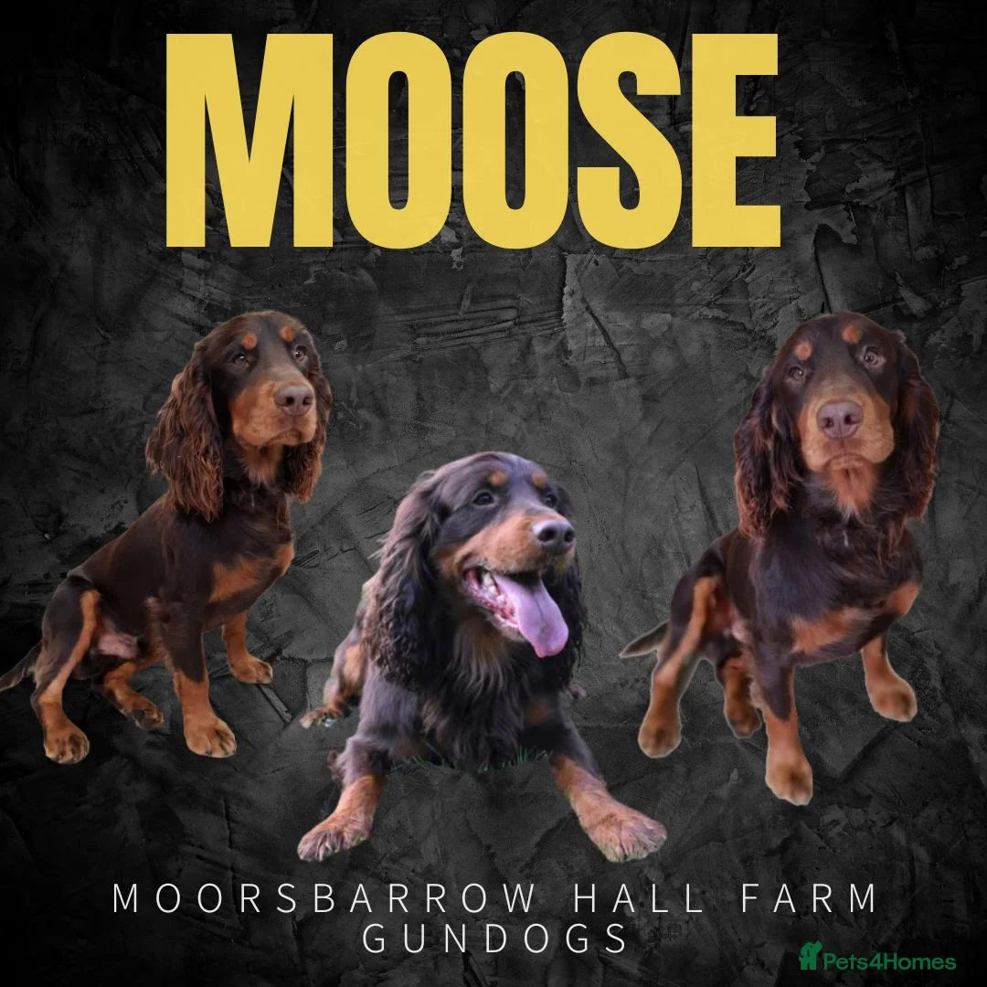 Cocker Spaniel dogs for stud: Proven Stud - Working Cocker Spaniel in Middlewich - Advert 1