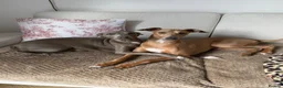 Italian Greyhound dogs for sale: KC Registered Italian Greyhound Puppies  in Carlisle - Advert 6