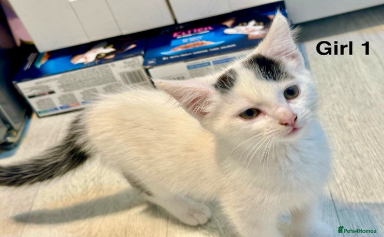 Domestic Shorthair cats - Advert 4