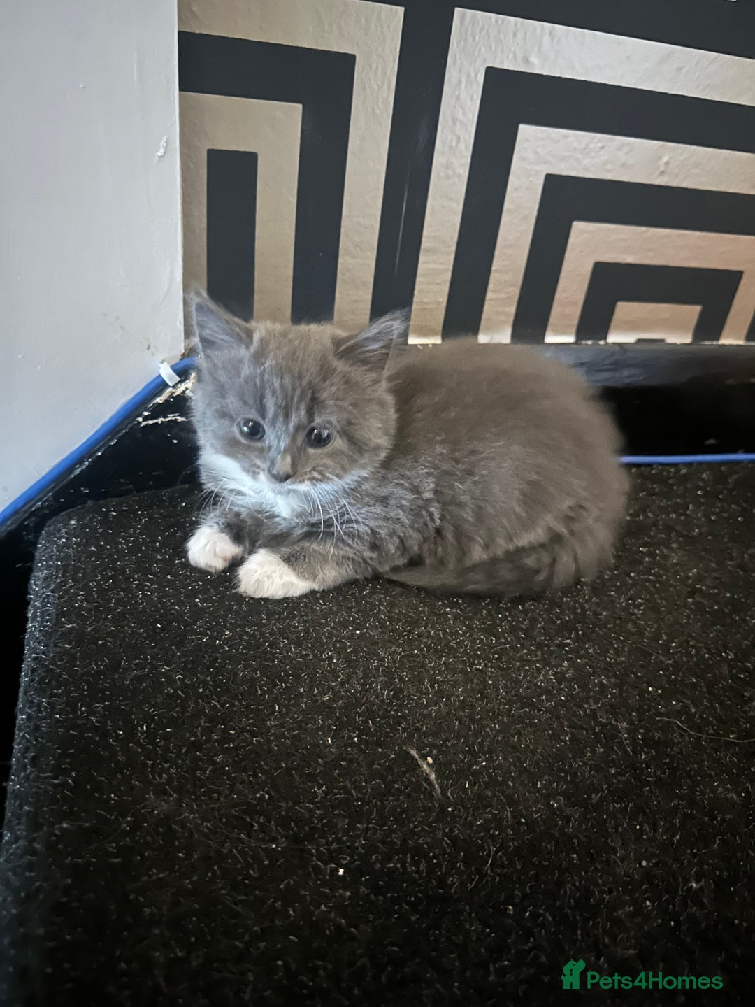 Maine Coon cats for sale: Beautiful blue/Gray kittens  - Advert 5