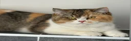 British Shorthair cats for sale: Two beautiful tabby bi colours brothers TICA reg  - Advert 2