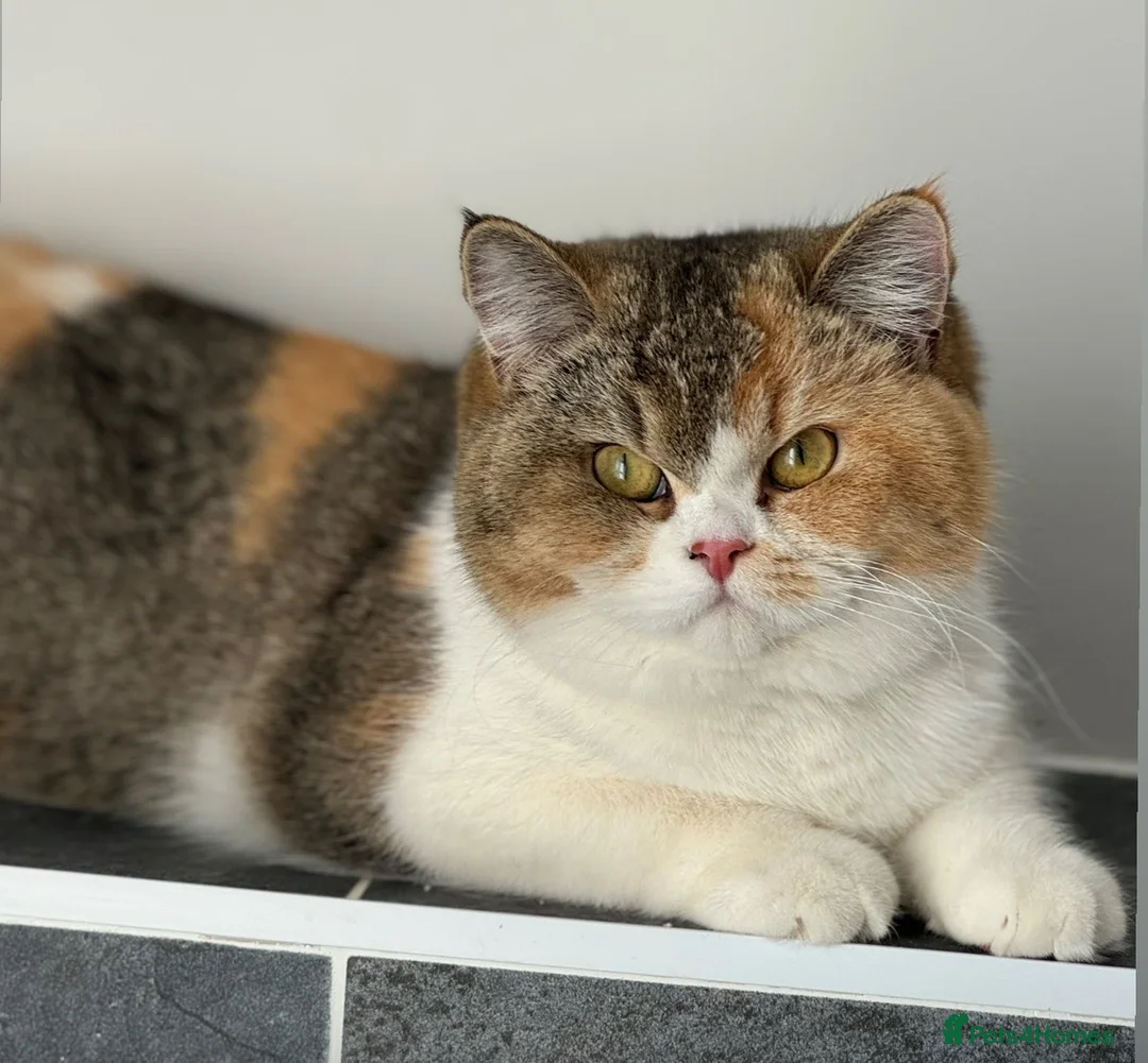 British Shorthair cats for sale: Two beautiful tabby bi colours brothers TICA reg  - Advert 2