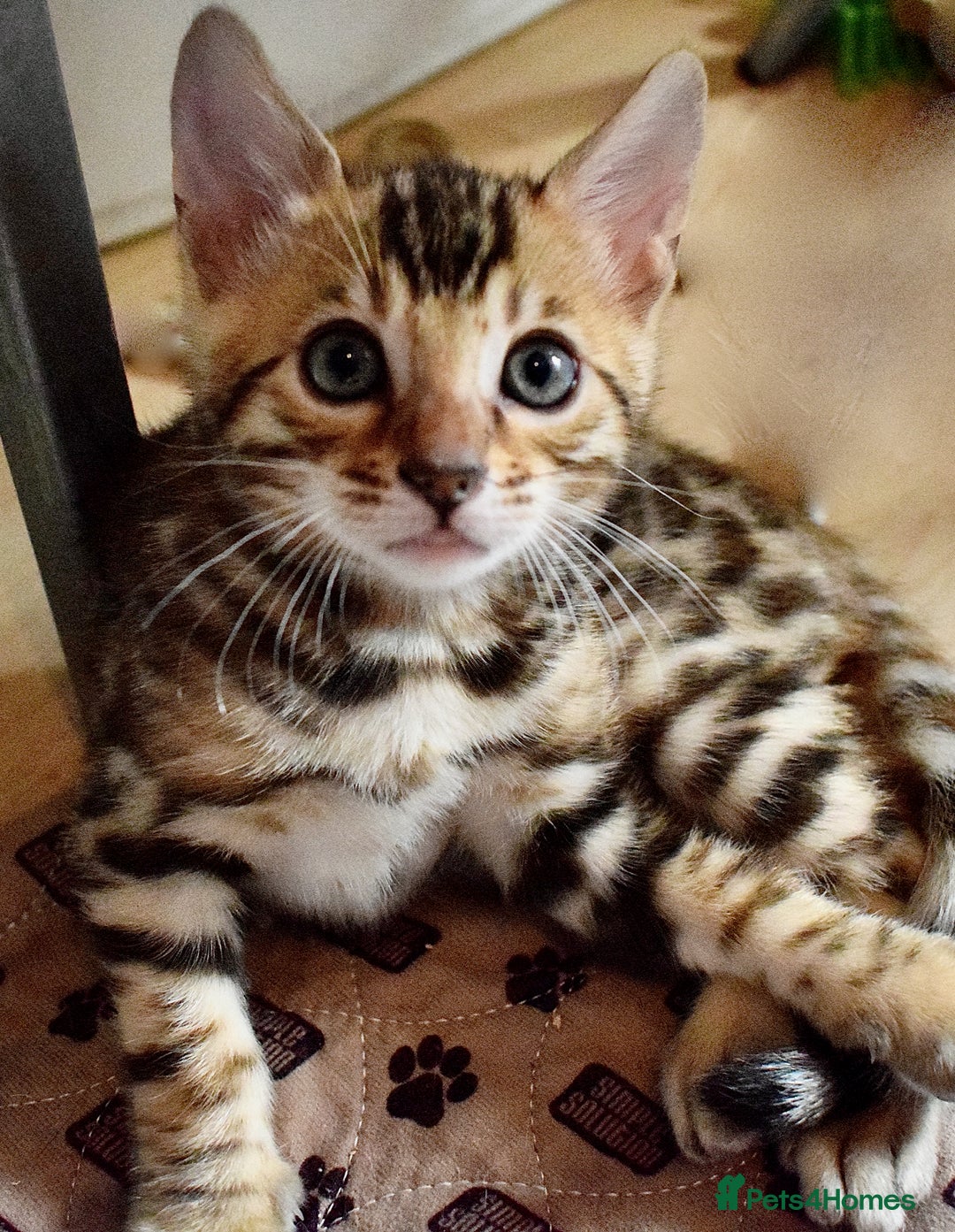 Bengal cats for sale: Beautiful Bengal kittens  - Image 11