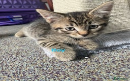 Bengal cats for sale: Bengal cross boy and girl - Image 6