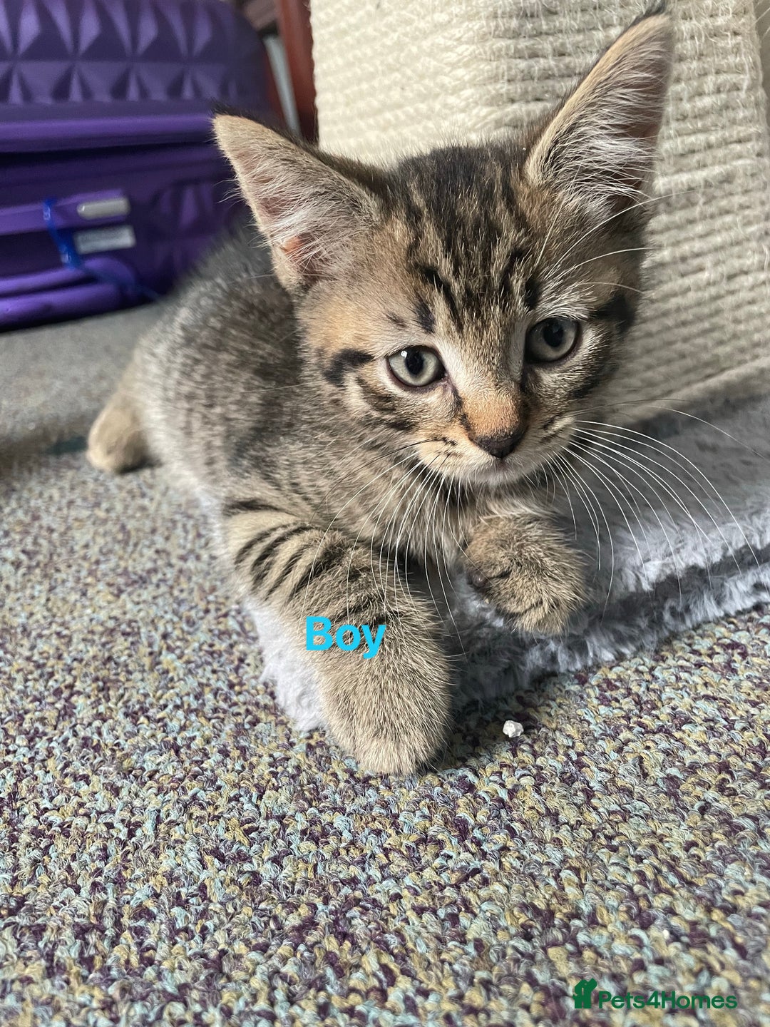 Bengal cats for sale: Bengal cross boy and girl - Image 6