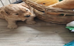 Cavapoo dogs for sale: 5* Beautiful cavapoo puppies 🐶 in Swansea - Image 14