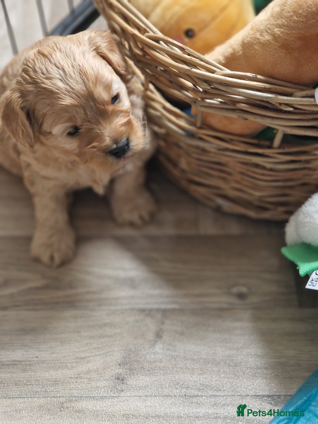 Cavapoo dogs for sale: 5* Beautiful cavapoo puppies 🐶 in Swansea - Image 14