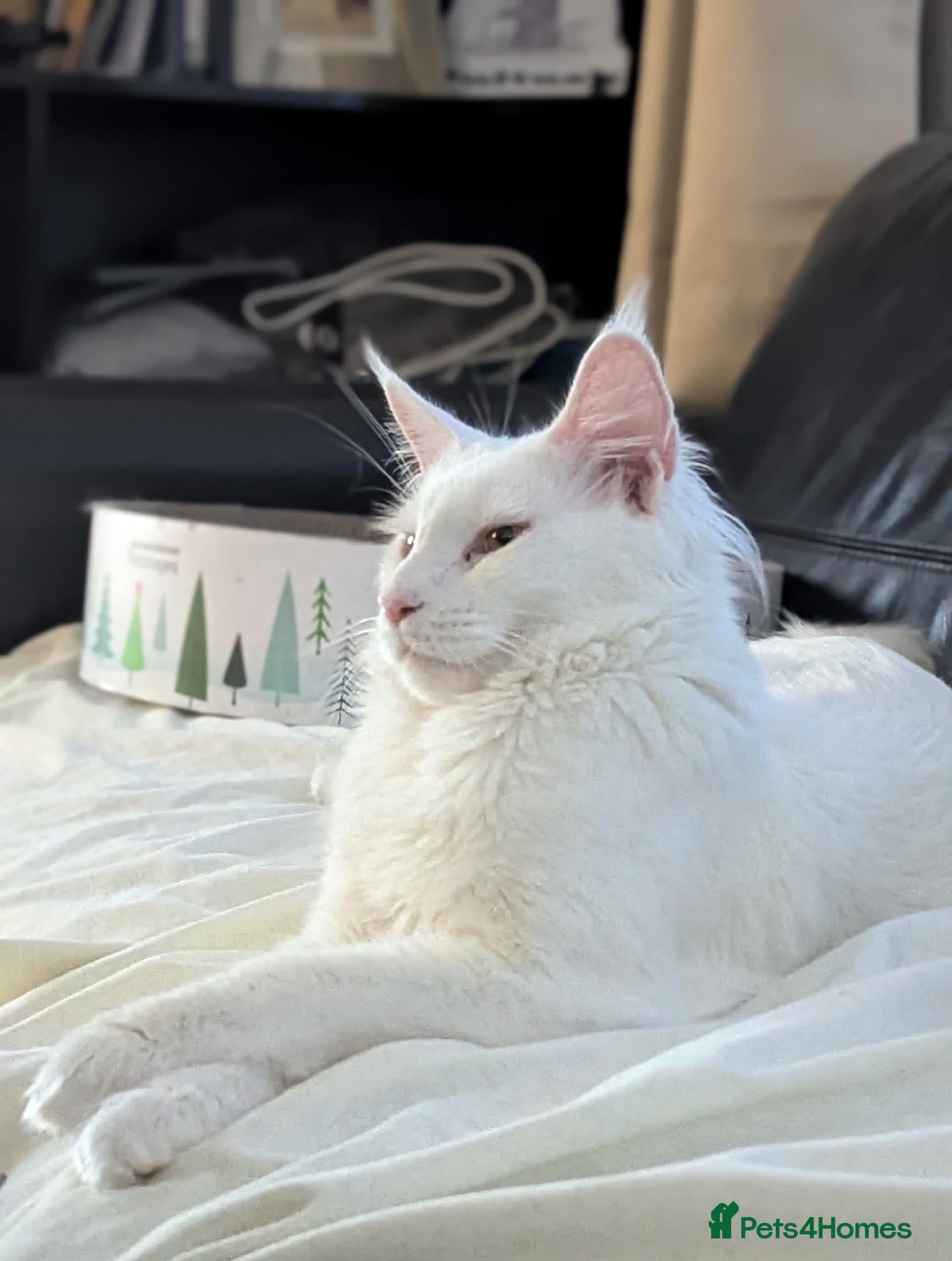 Maine Coon cats 🏅TICA🏅 pure white boys maine coons - Advert 2