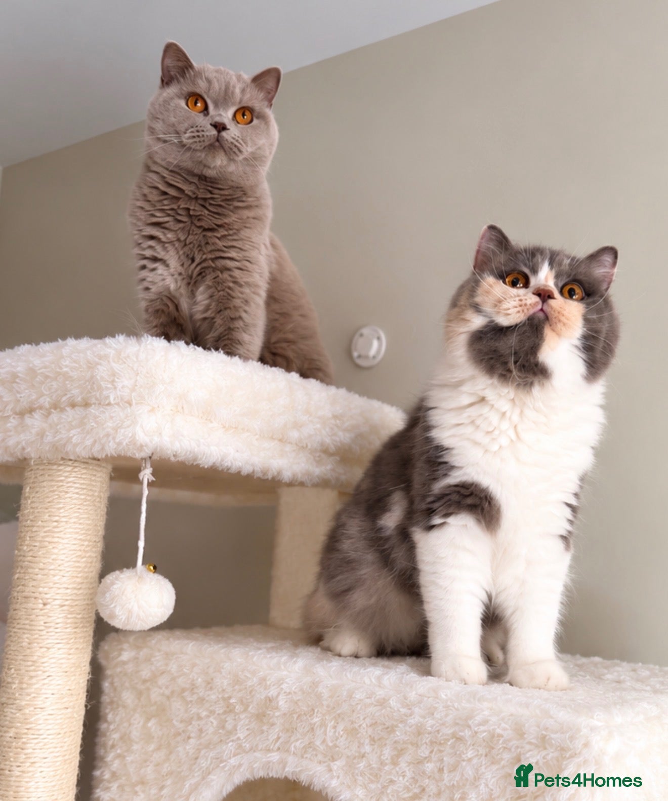 British Shorthair cats GCCF British longhair female  - Advert 13