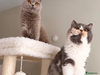 British Shorthair cats GCCF British longhair female - Advert 13