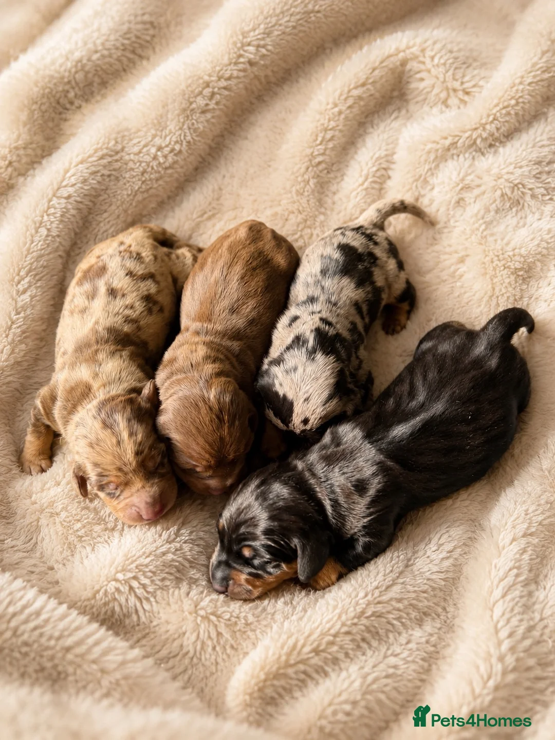 Miniature Dachshund dogs for sale: KC Registered Miniature Dachshund puppies  - Advert 1