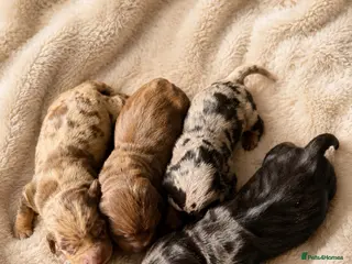 Miniature Dachshund dogs KC Registered Miniature Dachshund puppies - Advert 1