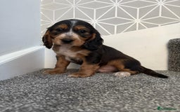 Cocker Spaniel dogs for sale: Beautiful Cocker Spaniel Puppies. - Advert 7